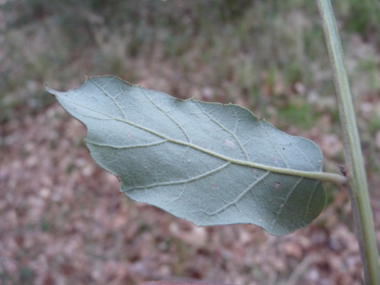 Verso de la feuille blanchâtre. Agrandir dans une nouvelle fenêtre ou onglet)